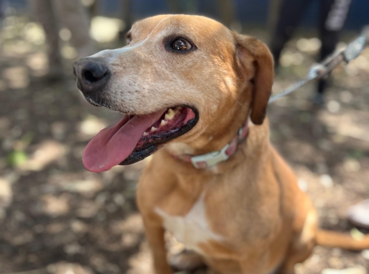 ADOPTATON (3).jpeg