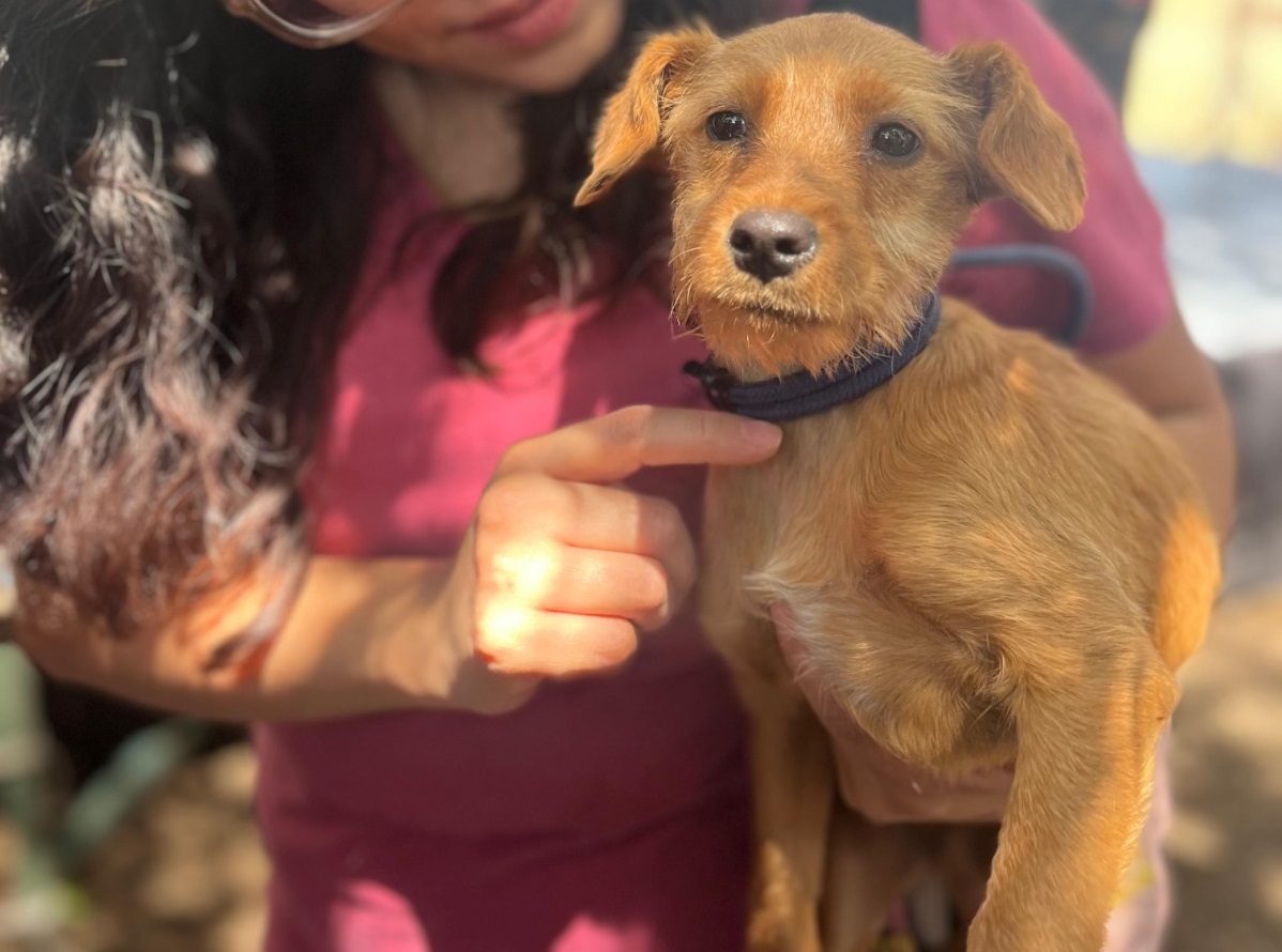 ADOPTATON (4).jpeg